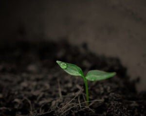 plant breeder