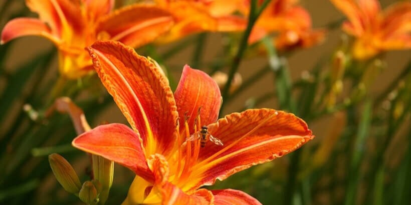 bs-daylilies-banner daylillies