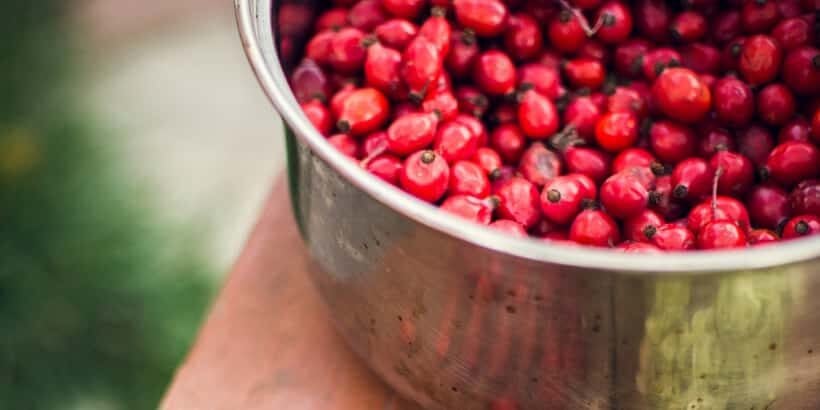 BS_RosHip_Banner rosehip berries