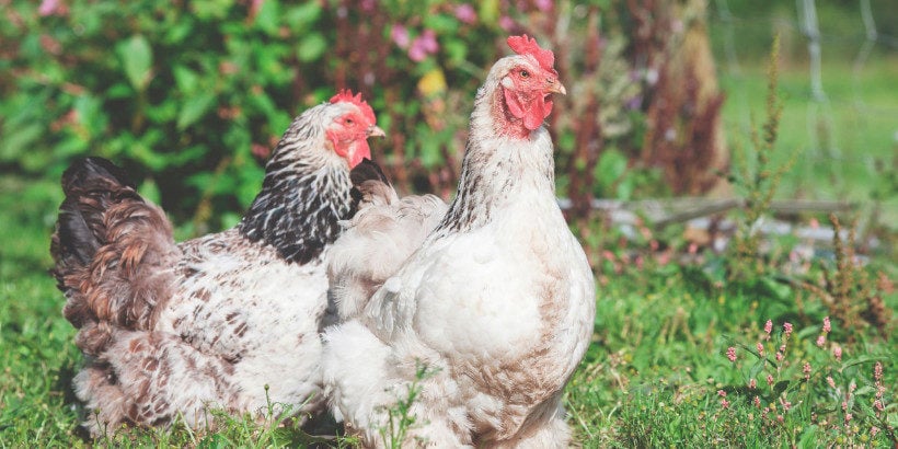chickens_gaiasgarden_book chickens_gaiasgarden_book