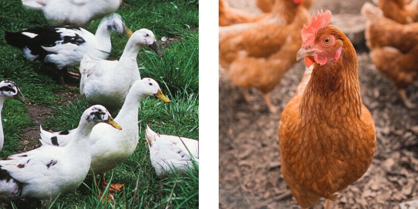 ducksandchickens_resilientgardener_book Ducks and Chickens