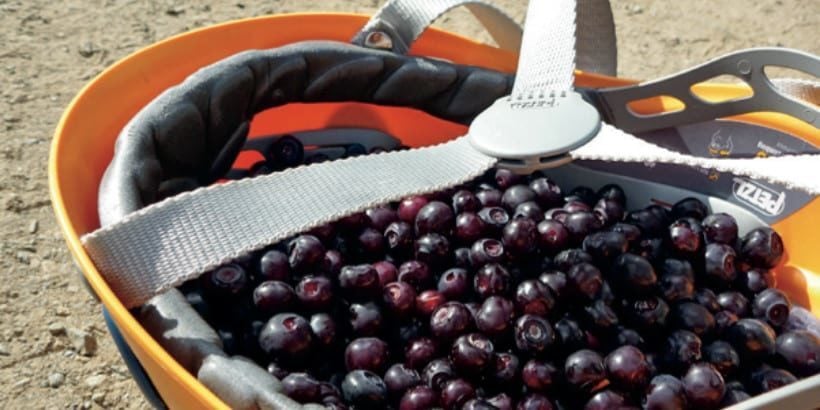 huckleberries_fruitforager_book huckleberries