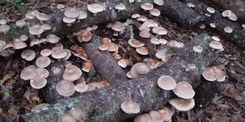 log_organicmushroomfarming_book growing mushrooms outdoors
