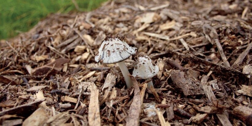 mushroom_banner_bannersnack grow mushrooms on woodchip