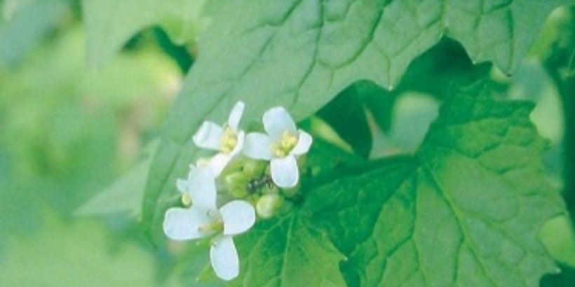 mustard_wildwisdomweeds_book garlic mustard