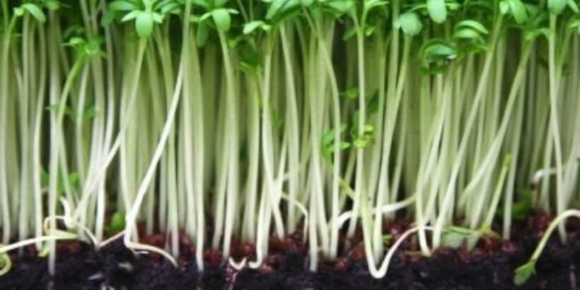 new watercress sprouts