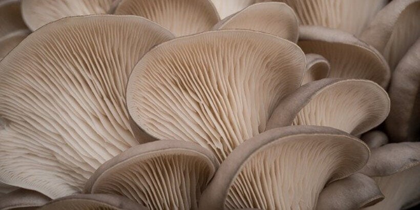 oystermushroom_banner_bannersnack oyster mushrooms