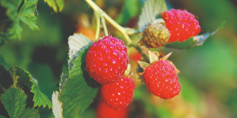 raspberries_banner_fruitforager_book raspberries