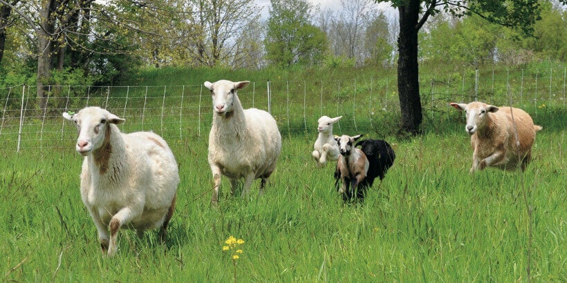 silvopasture- good grazing banner sheep and goats
