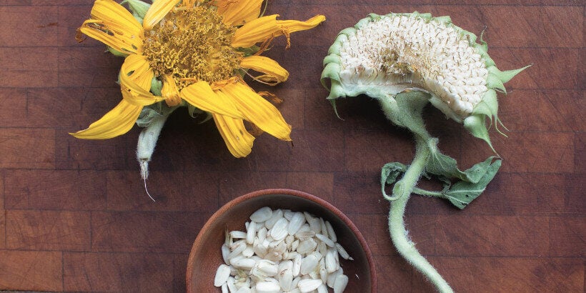 sunflower_banner_foragerchef_book sunflower
