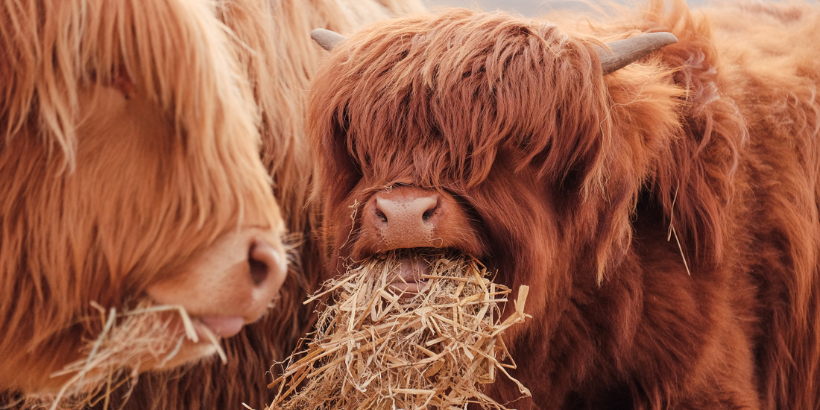 highlandcattle_banner_ourwildfarmiinglife_book highland cattle