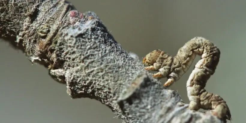 twiglooper_holisticorchard_book insects on fruit trees